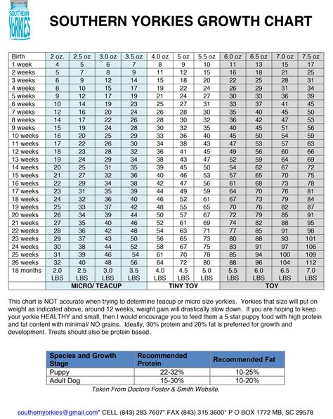 yorkie growing chart|yorkie growth chart pdf.